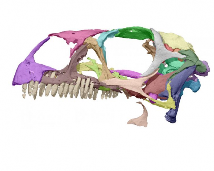 Research: Study a dinosaur at home A researcher studied a printout of a dinosaur skull.